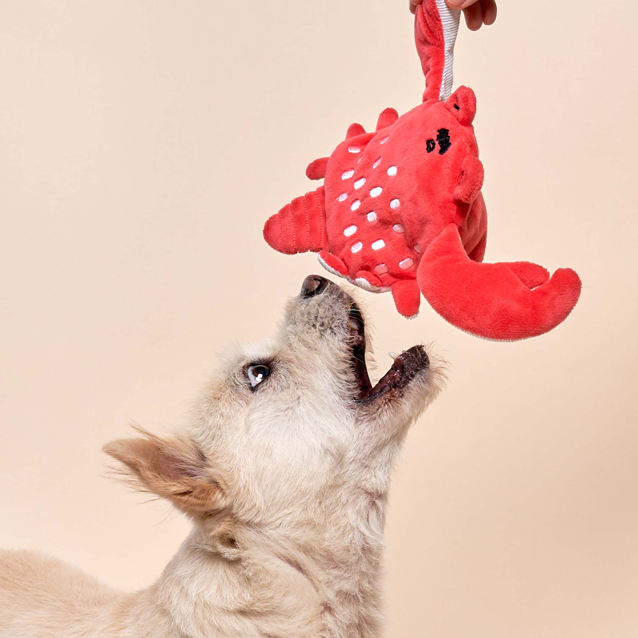 the furryfolks - Cherry Tomato Nosework & Tug Toy