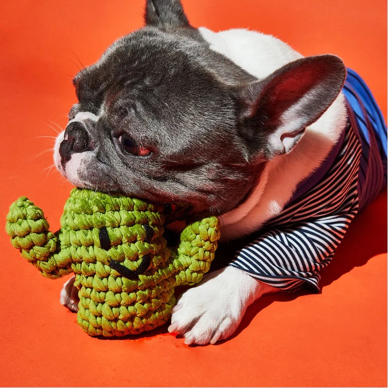 Dog toy cactus with another sales cactus inside